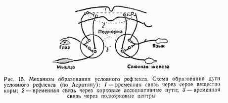 Рефлекторная дуга безусловного рефлекса схема
