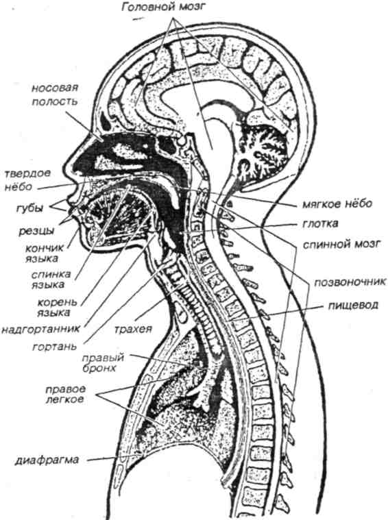 Схема речевого аппарата логопедия