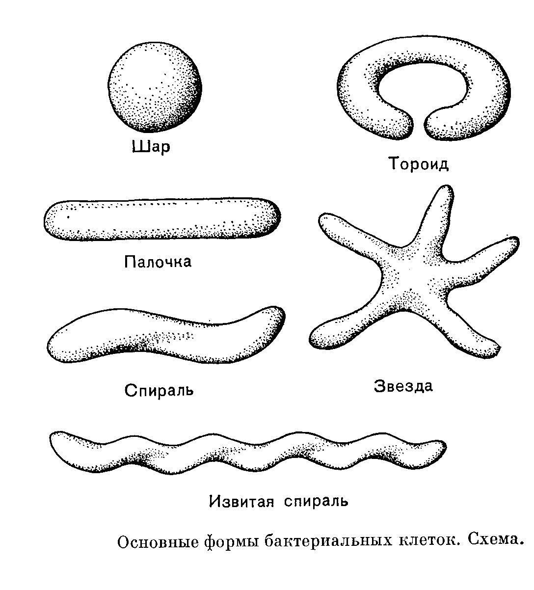 Бактерии изогнутой формы носят название. Формы бактериальных клеток схема. Форма клеток бактерий рисунок. Формы бактериальных клеток 7 класс. Разновидности бактерий по форме.
