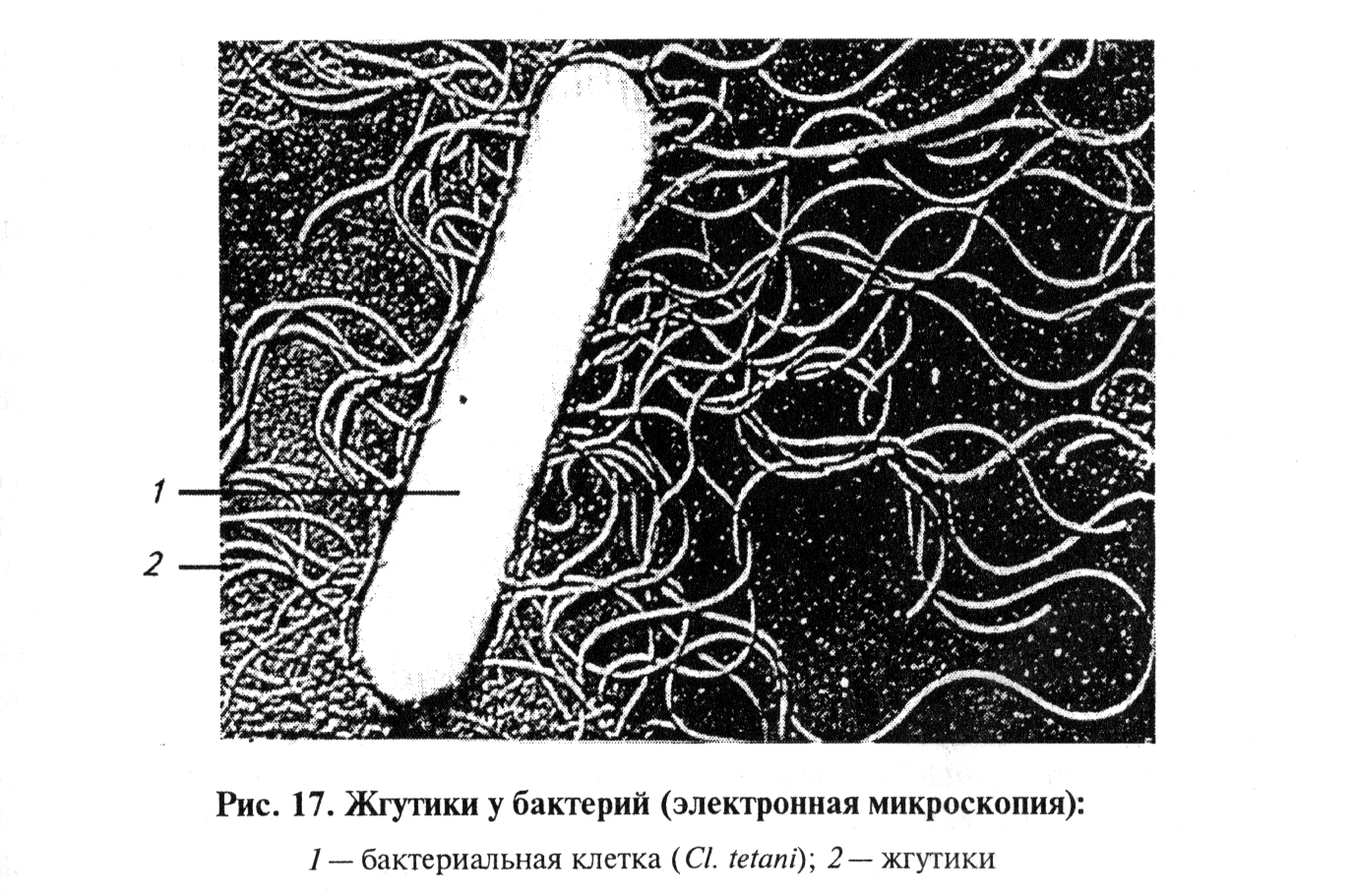 какие бактериологические красители наиболее часто применяют в лабораторной практике. Смотреть фото какие бактериологические красители наиболее часто применяют в лабораторной практике. Смотреть картинку какие бактериологические красители наиболее часто применяют в лабораторной практике. Картинка про какие бактериологические красители наиболее часто применяют в лабораторной практике. Фото какие бактериологические красители наиболее часто применяют в лабораторной практике
