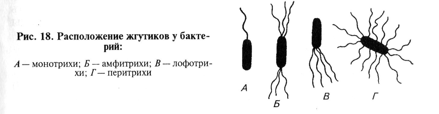 Задание 1 - Биологические особенности, факторы развития и применение микрооргани