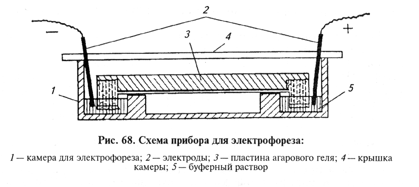 Чем можно заменить электрофорез в домашних условиях