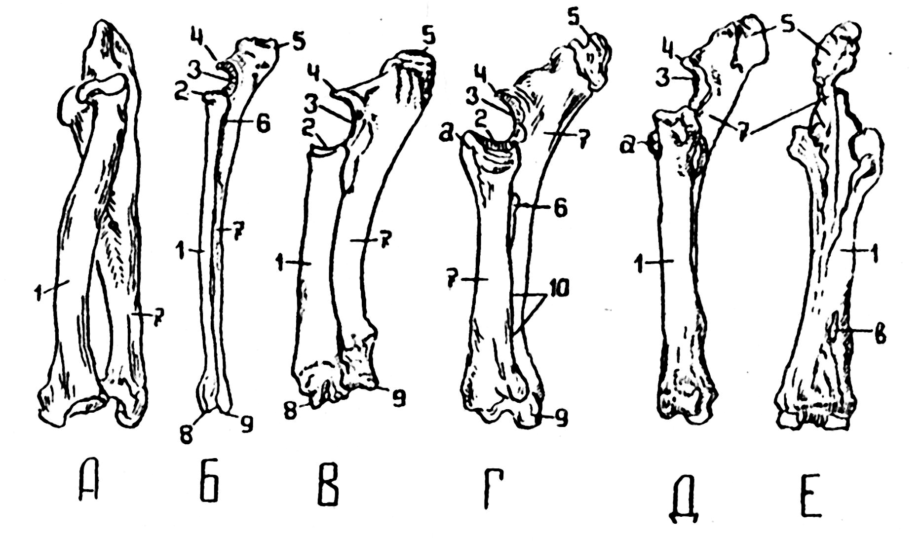 4. Видовые особенности скелета грудной конечности