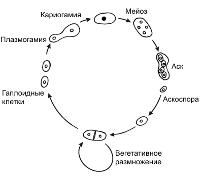 Гаплоидная клетка спора. Гаплоидный жизненный цикл. Жизненный цикл дрожжей схема. Циклы развития дрожжей схема. Жизненный цикл дрожжевых грибов.