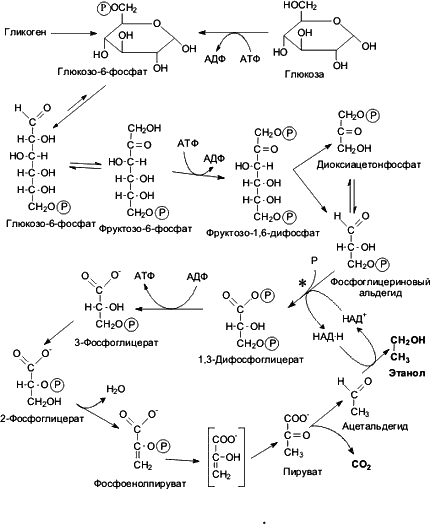 Химизм спиртового брожения. Схема спиртового брожения биохимия. Схема спиртового брожения Глюкозы. Процесс распада Глюкозы до этанола. Брожение схема биохимия.