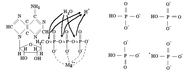 Молекулы атф макроэргические связи