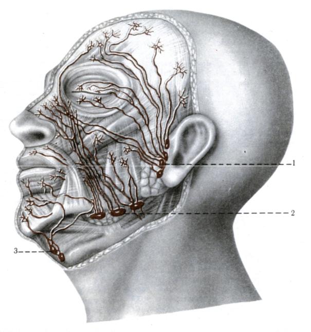 Узлы на затылке. Околоушные лимфоузлы расположение анатомия. Поднижнечелюстные лимфоузлы узлы. Лимфатическая система головы человека. Лимфоузлы околоушной области анатомия.