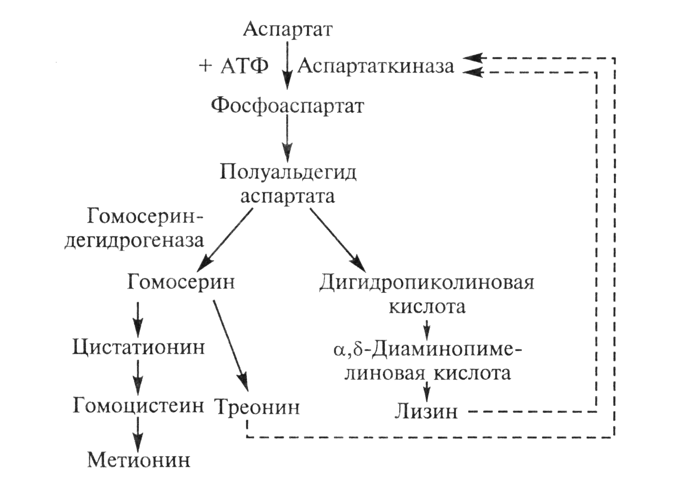 Технологическая схема получения микробного белка