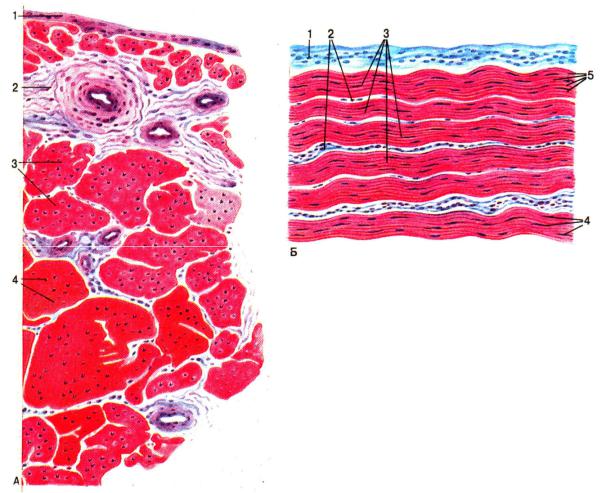 Плотная оформленная ткань сухожилия. Плотная волокнистая соединительная ткань поперечный срез. Сухожилие гистология. Плотная оформленная соединительная ткань препарат поперечный срез. Сухожилие поперечный срез гистология.