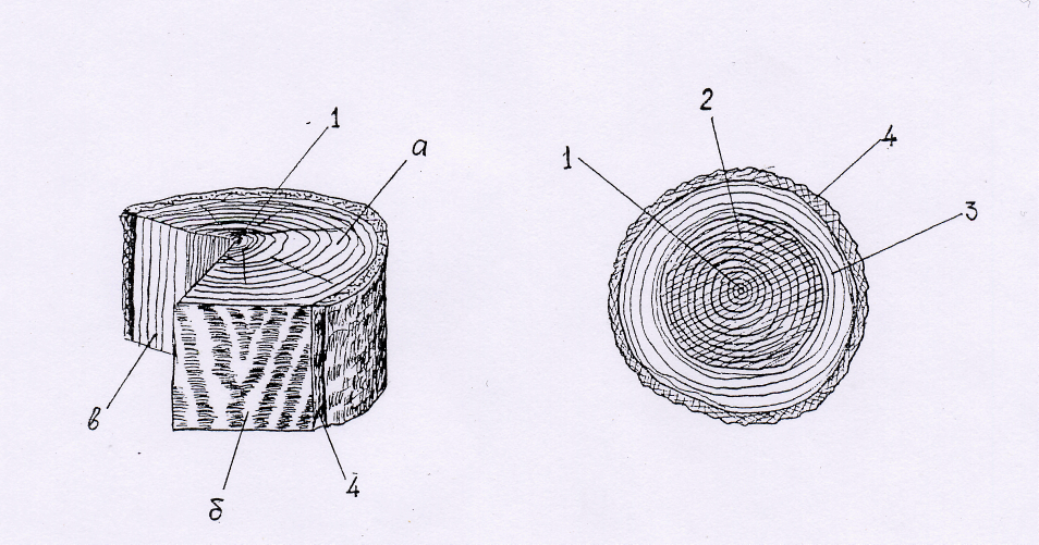 Срез результатов. Макроструктура древесины поперечный радиальный тангенциальный. Макроструктура древесины поперечный срез. Строение древесины хвойных пород поперечный радиальный. Поперечный разрез ствола Хвойной древесины.