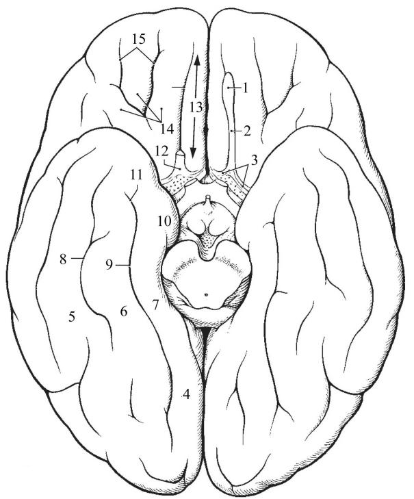 Нижнее полушарие мозга. Извилины головном мозге анатомия нижняя поверхность. Нижняя поверхность полушарий большого мозга. Нижняя поверхность полушария головного мозга. Извилины нижней поверхности полушария большого мозга.