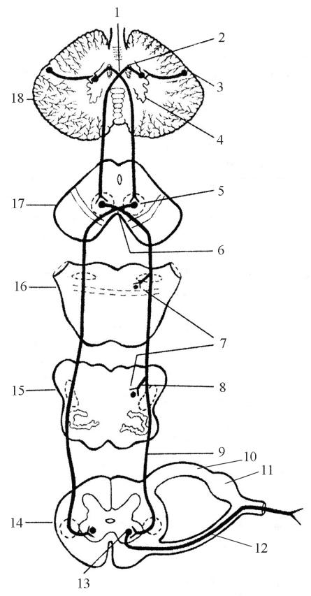 Корково спинномозговой путь схема