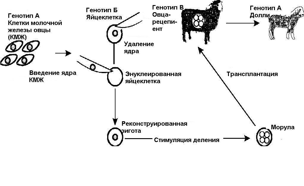 Схема клонирования овечки долли