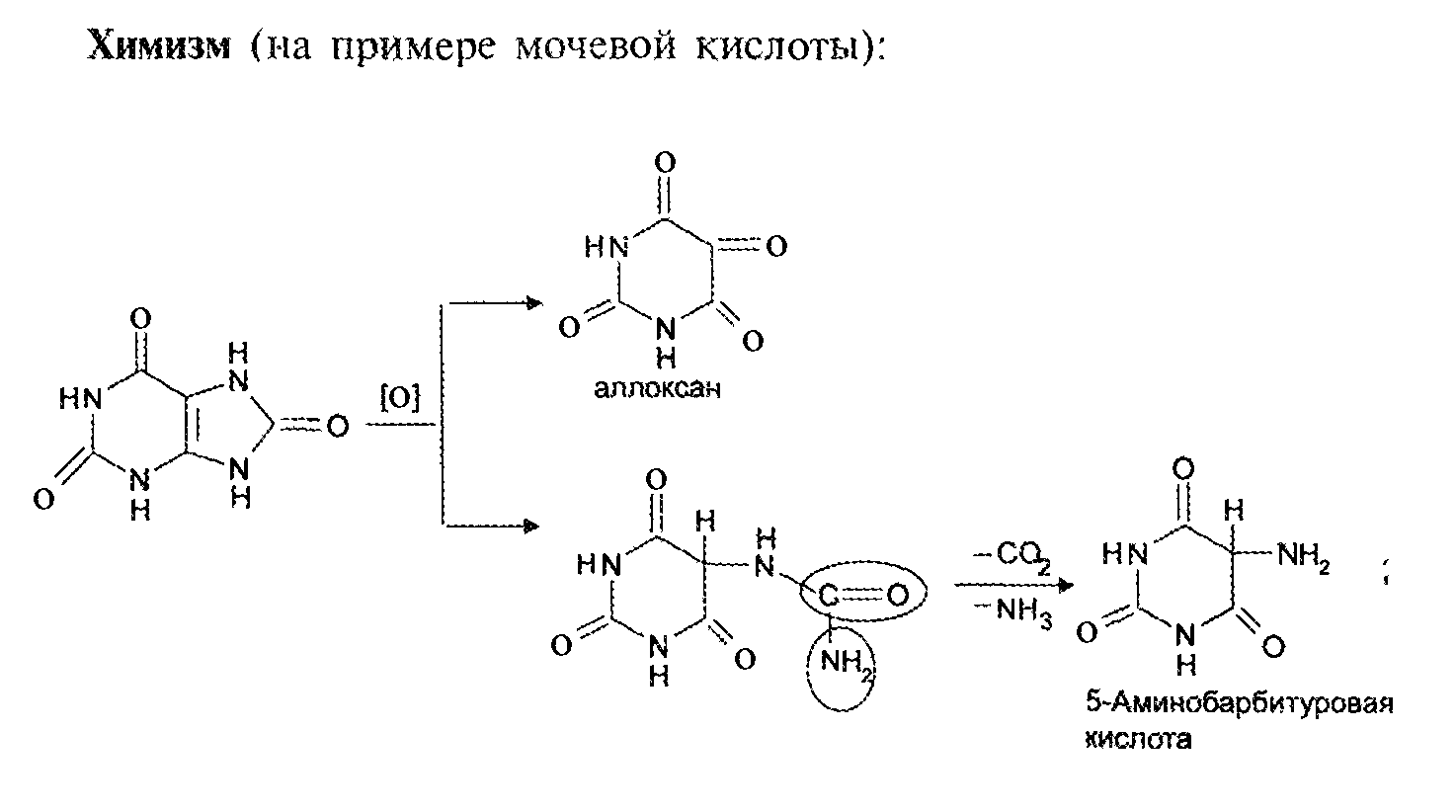 2. В условиях фармацевтического производства для получения сока используют  листья подорожника большого свежие.