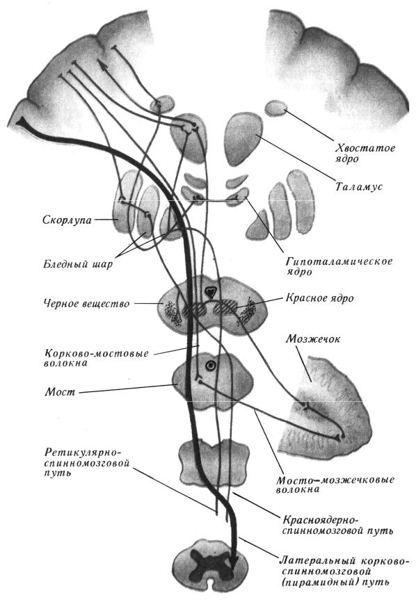 Красноядерно спинномозговой путь схема