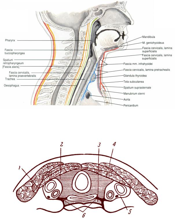 Фасции и клетчаточные пространства шеи схема