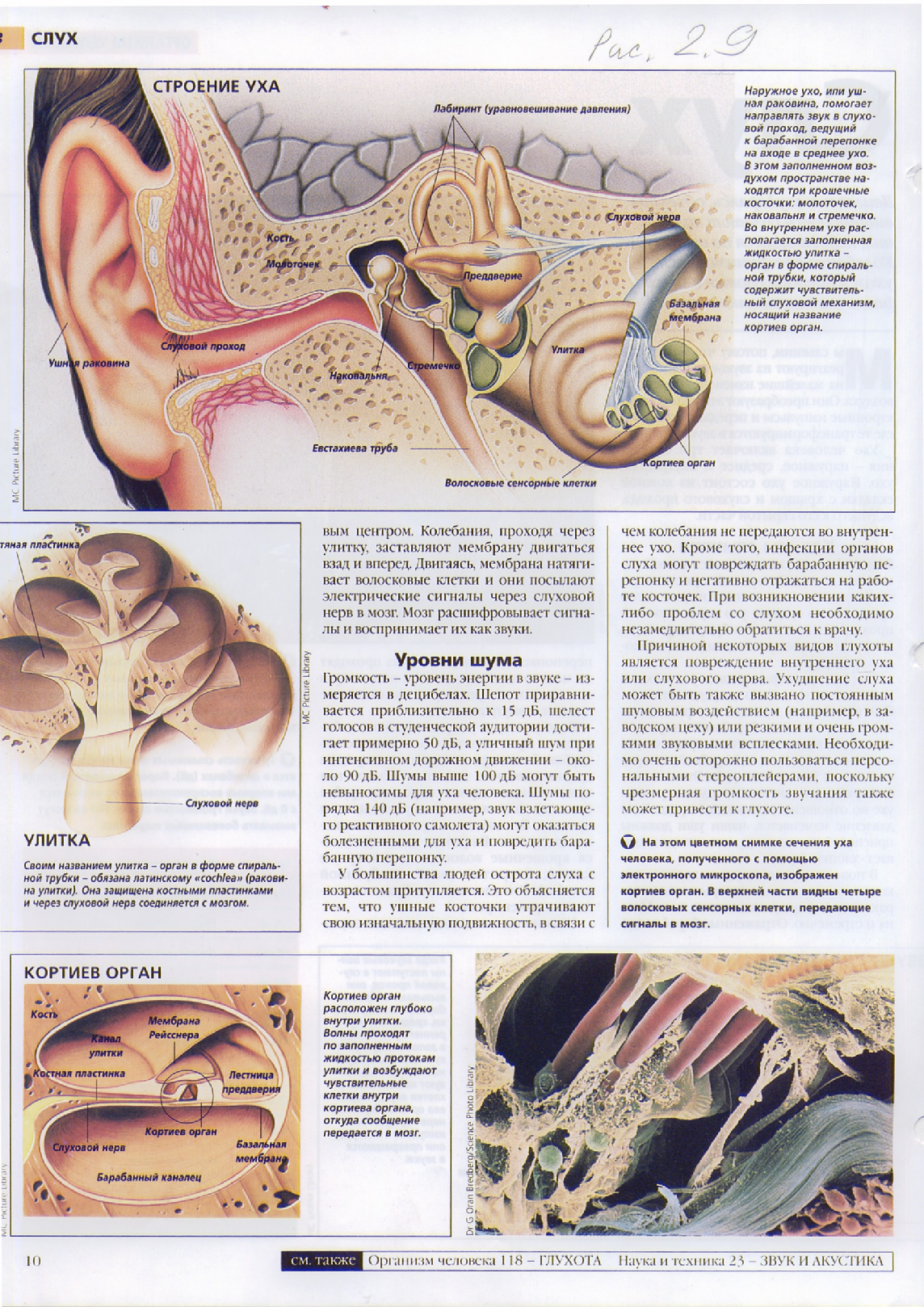 Улитка и слуховой нерв