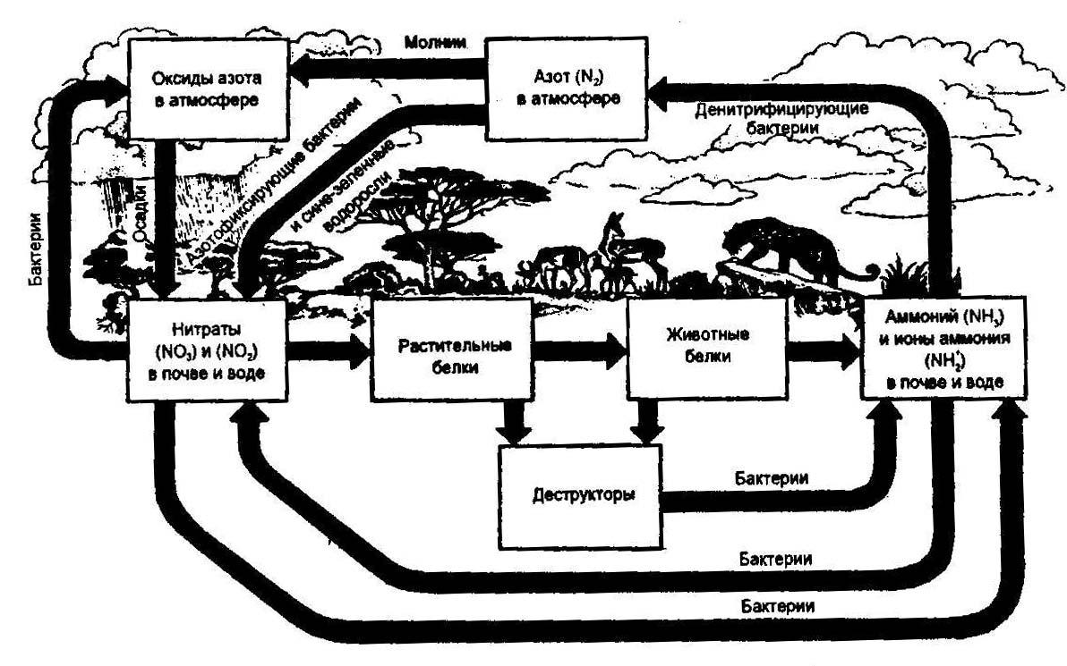 Круговорот азота в биосфере последовательность. Биологический круговорот азота в природе. Круговорот азота в биосфере схема. Круговорот азота и углерода. Биогеохимический цикл азота схема.