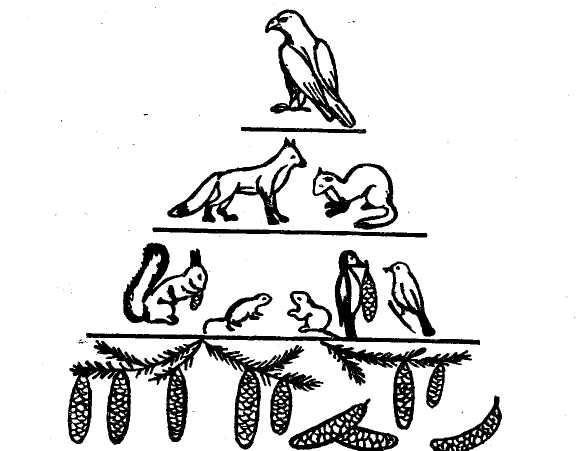Пищевая цепочка елового леса биология 5 рисунок