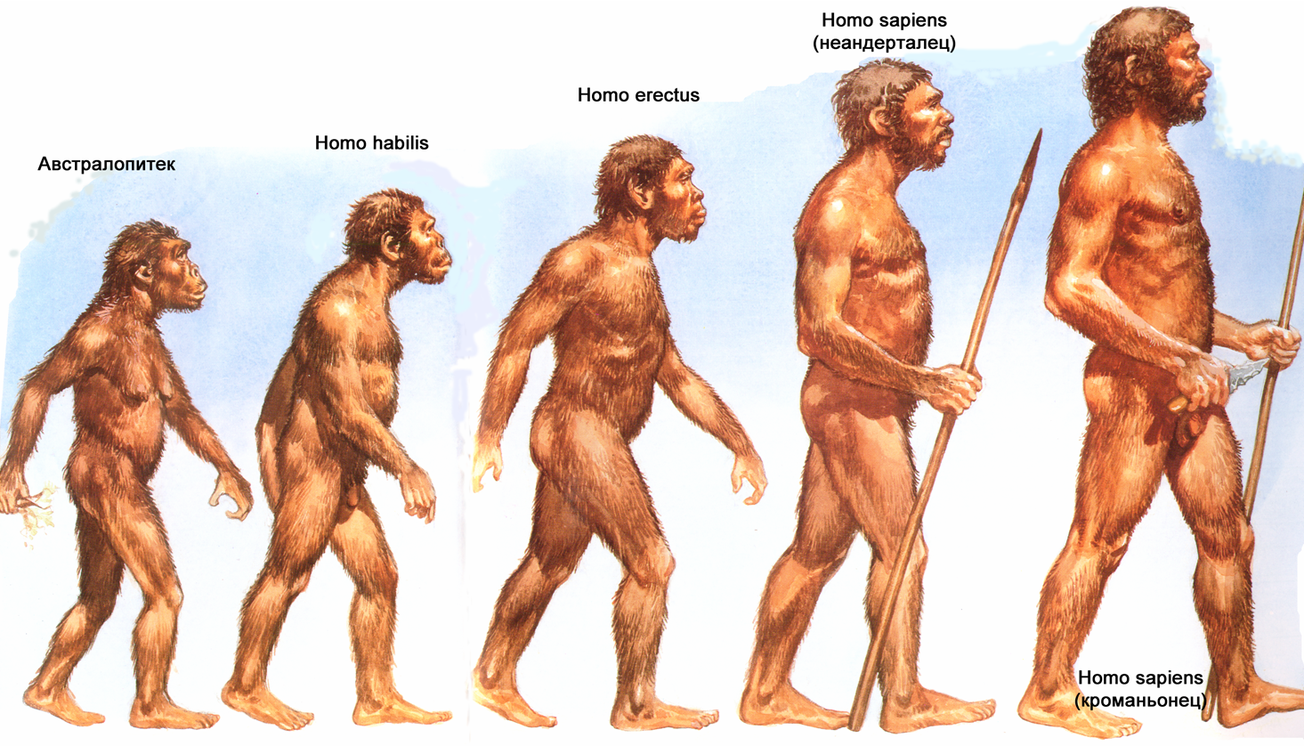 Эволюция человека: Австралопитек- более 3 млн лет назад. 