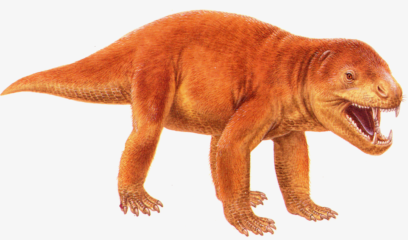 Зигозавр. Цинодонты Триасового периода. Терапсиды Триасового периода. Звероящеры Триасового периода. Синапсиды цинодонты.