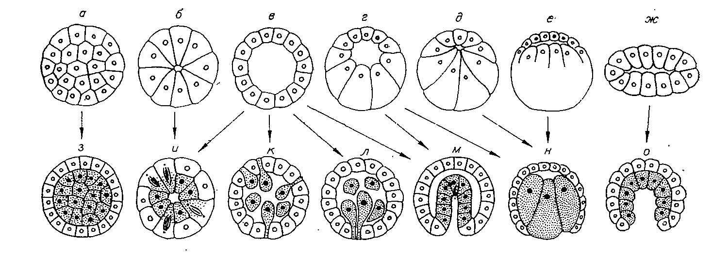 Рассмотрите рисунок на котором изображен процесс образования многоклеточного зародыша