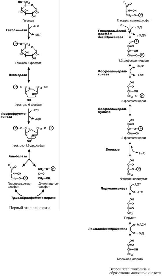Последовательность процессов окисления глюкозы в клетках. Схема гликолиза биохимия. Гликолиз биохимия реакции схема. 2 Этап гликолиза реакции. Аэробный гликолиз биохимия схема.