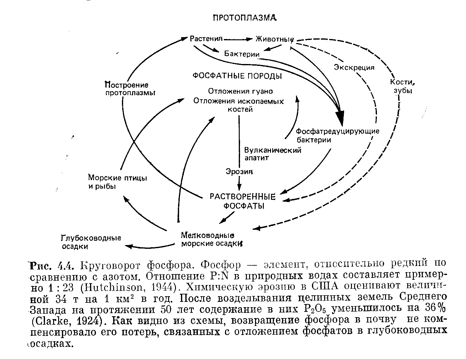Кальций в биосфере. Схема круговорота биогеохимического цикла азота. Круговорот фосфора ( по п. Дювиньо и м. Тангу ). Схемы круговорота углерода, азота, фосфора. Круговорот азота кислорода углерода.