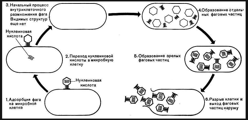 Вирусы вызывают следующие заболевания чума грипп герпес бешенство оспа