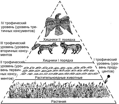 Вы точно человек?