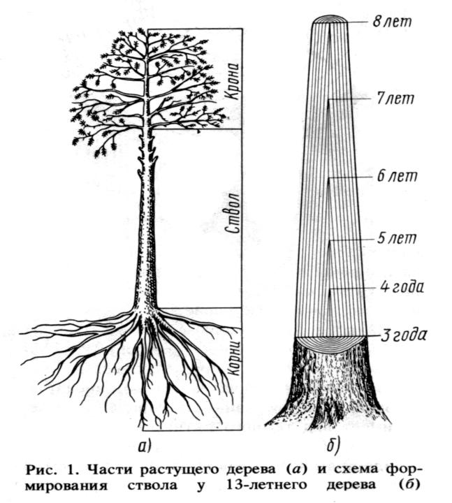 Название наружной части ствола дерева. Части ствола дерева. Части растущего дерева. Дерево корни ствол крона.