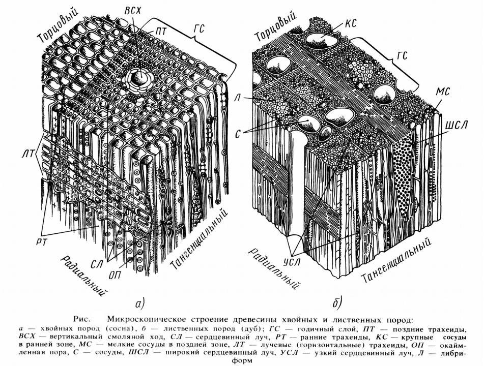 Структура хвойного. Схема микроскопического строения древесины. Микроскопическое строение древесины лиственных пород. Микроскопическое строение дерева. Микроскопическая структура древесины хвойных пород.