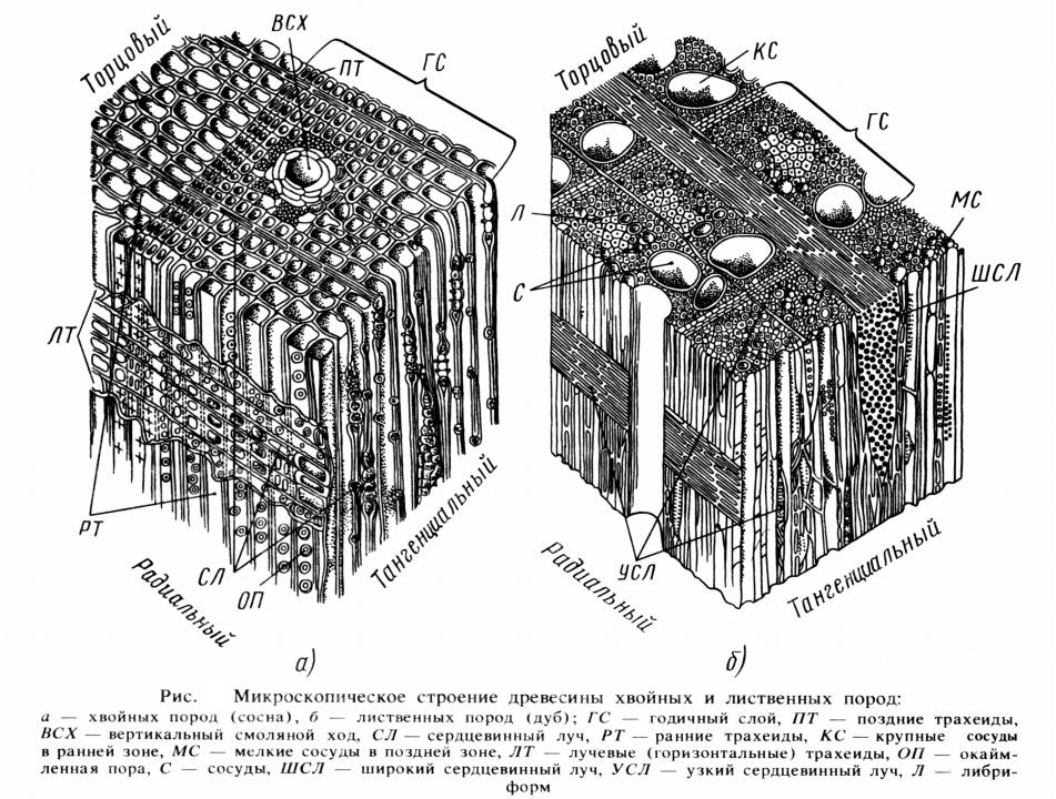 Микроскопическое строение дерева