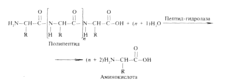 Gidrolazalar. Гидролазы ферменты реакция. Гидролазы примеры. Подклассы гидролаз. Класс гидролаз