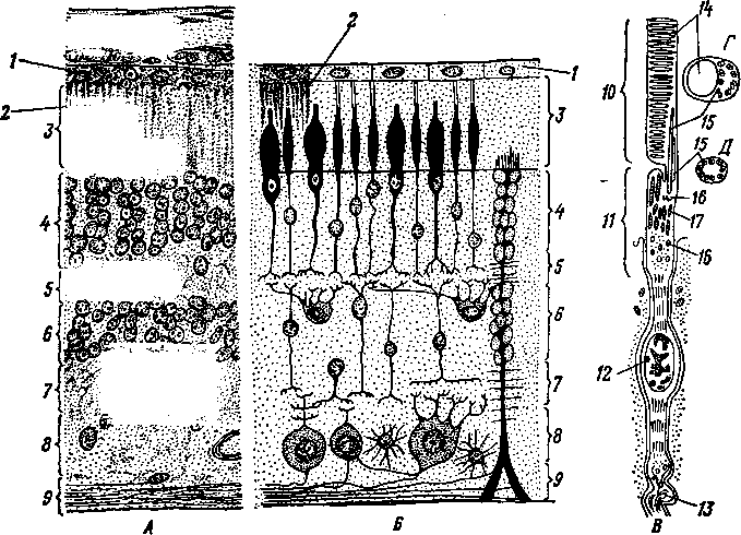 Схема гистологического строения сетчатки