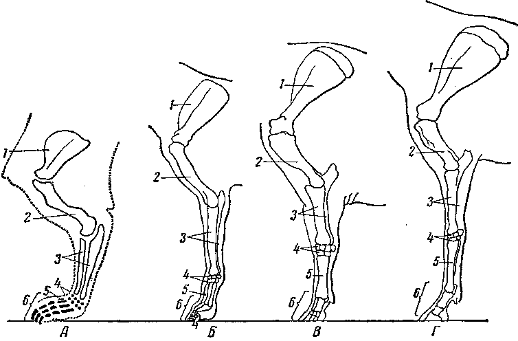 Скелет конечностей собаки. Анатомия костей грудной конечности собаки. Суставы грудной конечности КРС. Суставы тазовой конечности коровы. Суставы грудной конечности животных анатомия.