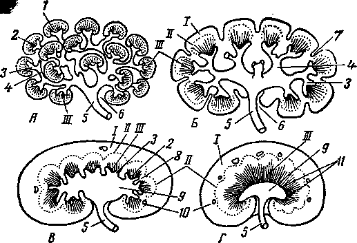 Схема строения почек разных видов животных