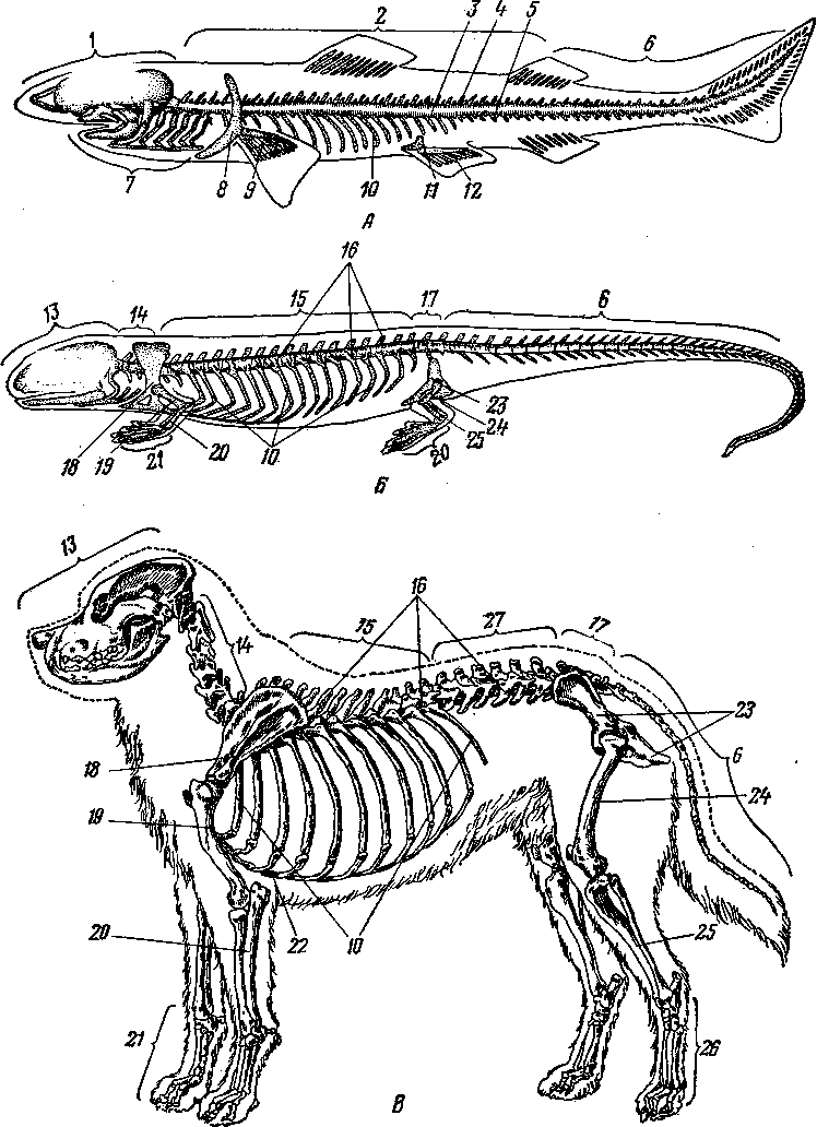 Отделы скелета млекопитающих животных