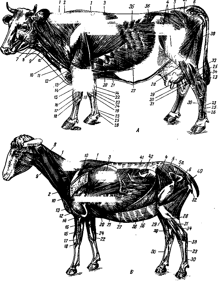 Лимфоузлы баранина схема