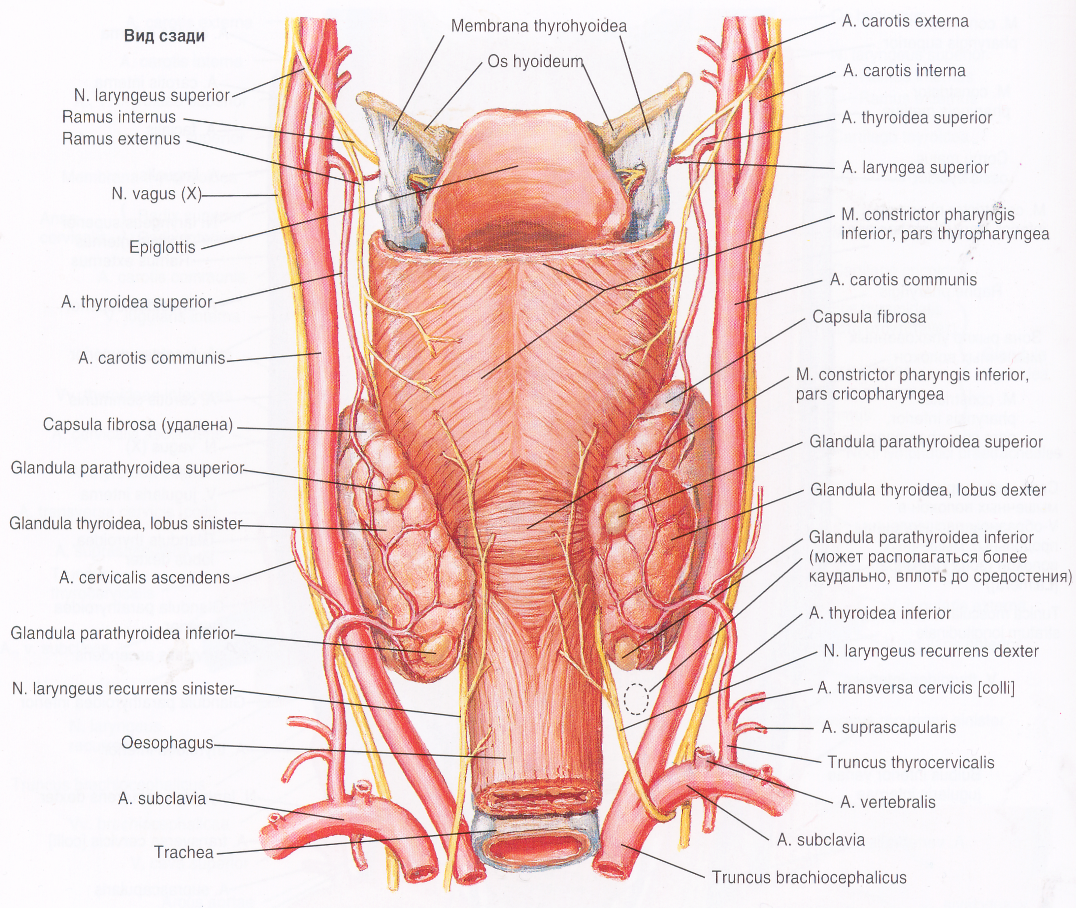 Нерв глотки. Кровоснабжение гортани и глотки. Кровоснабжение щитовидной железы анатомия. Иннервация щитовидной железы анатомия. Иннервация паращитовидных желез.