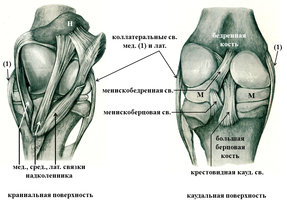 Латеральная коллатеральная связка коленного. Анатомия коленного сустава собаки. Связки коленного сустава лошади анатомия. Коленный сустав кости связки мышцы. Связки коленного сустава КРС.