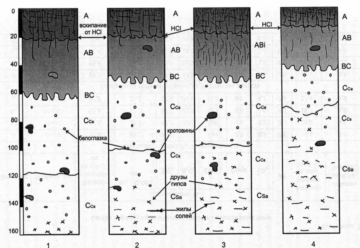 Каштановые климат. Гумусовый Горизонт каштановых почв. Каштановая почва структура почвы. Почвенный Горизонт каштановых почв. Строение почв каштановых почв.