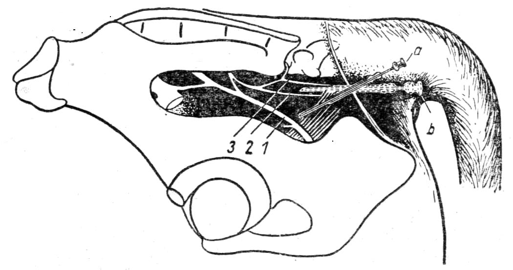 Ампутации топографическая анатомия. Обезболивание полового члена. Передне верхний угол прямокишечной ямки у коровы.