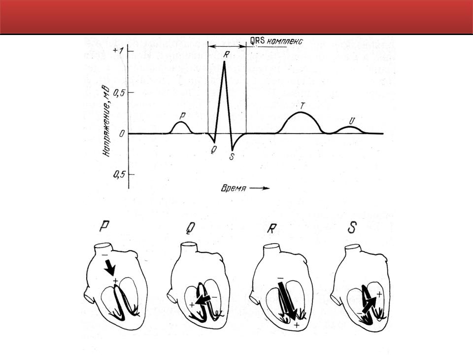 Зубцы экг. Генез зубцов ЭКГ. ЭКГ схема зубцы интервалы. Генез интервалов ЭКГ. Механизмы формирования ЭКГ.