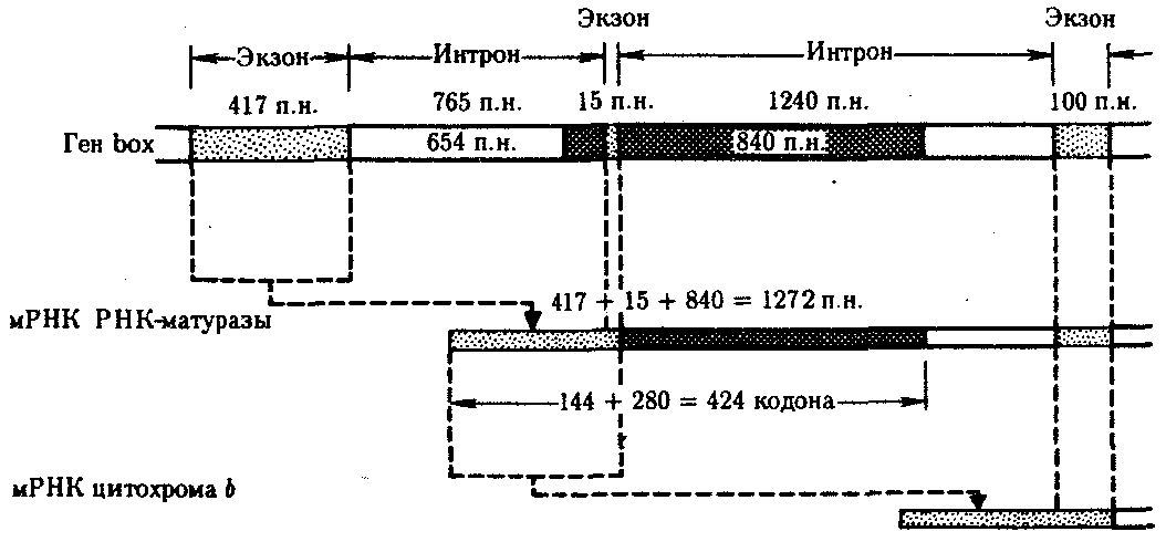 Экзон. Экзоны и интроны.