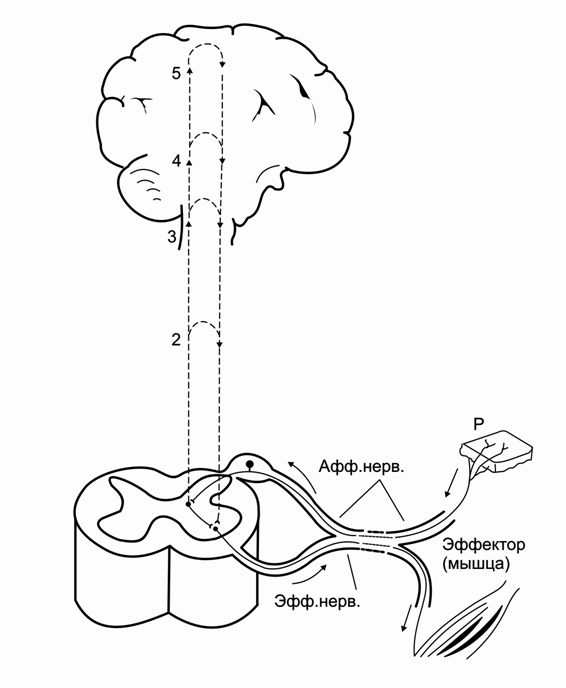 Рефлекторная дуга с мозгом. Схема рефлекторной дуги головного мозга. Рефлекторная дуга с участием головного мозга. Сложная рефлекторная дуга схема. Схема рефлекторной дуги спинного мозга.
