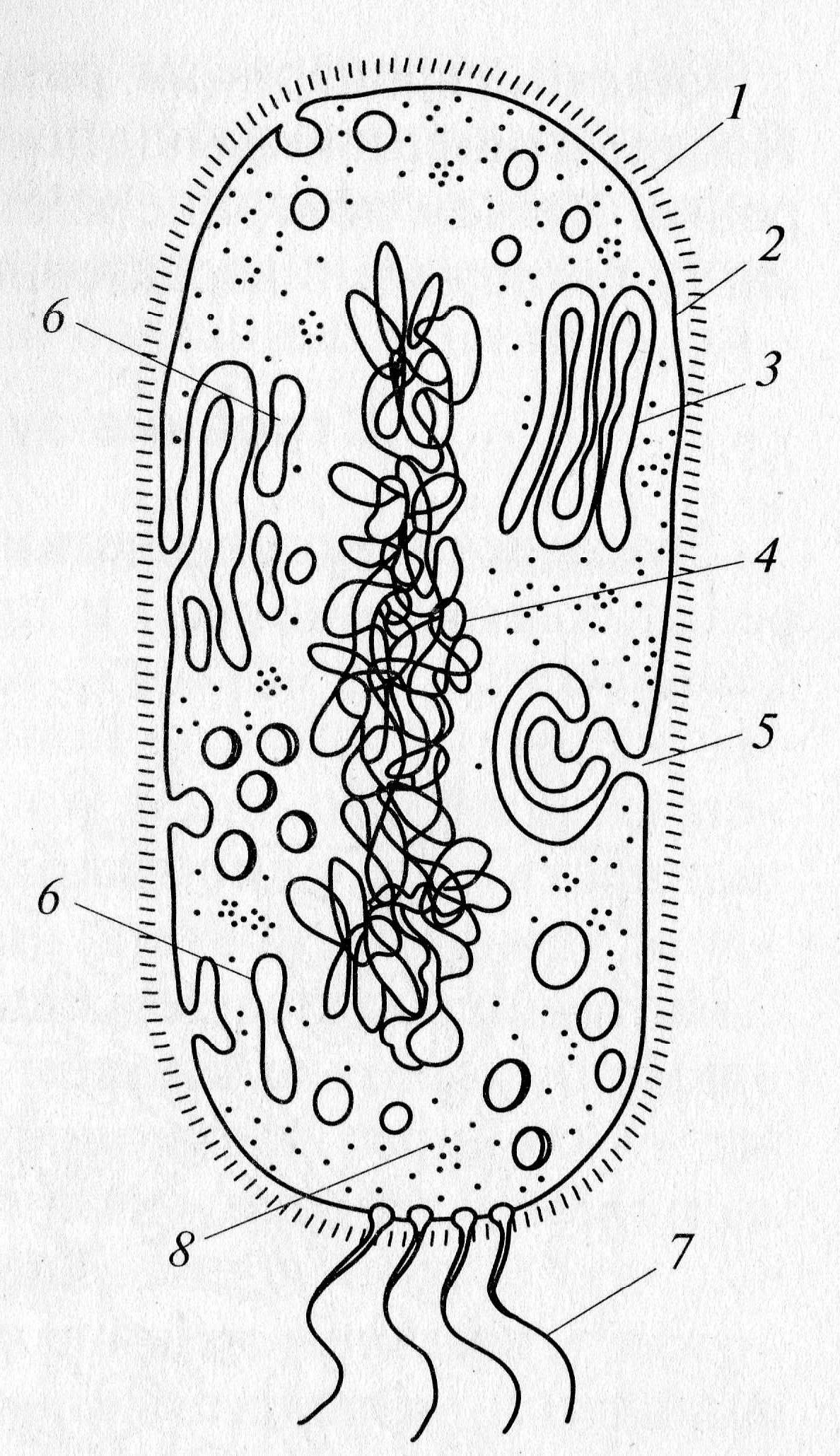 Прокариот схема. Строение бактериальной клетки прокариот. Строение прокариотической клетки бактерии. Строение прокариотической бактериальной клетки. Структура прокариотической клетки.
