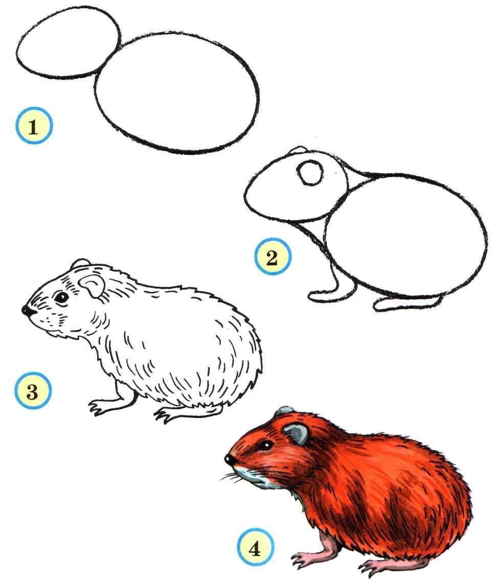 Хомяки поэтапно. Рисунки животных для детей. Поэтапное рисование животных. Простые рисунки животных для детей. Рисование для детей пошагово животных.