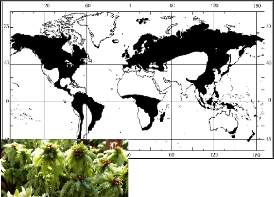 Карта расту. Сфагнум ареал. Ягель ареал распространения в России. Ареал произрастания ягеля. Распространение моховидных.