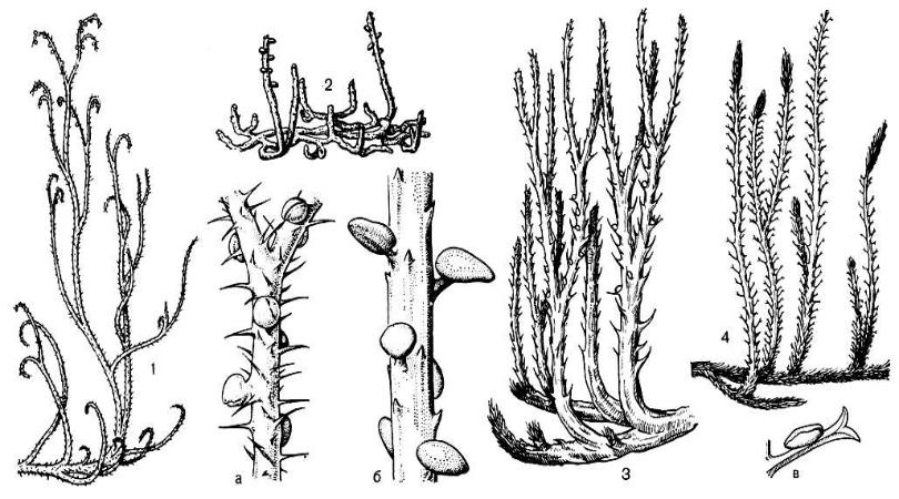 Вымершие плауновидные. Protolepidodendron scharianum. Окаменелости плауновидных. Drepanophycus spinaeformis. Астероксилон.